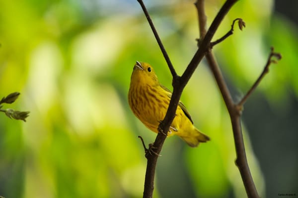 Chipe amarillo en Villahermosa