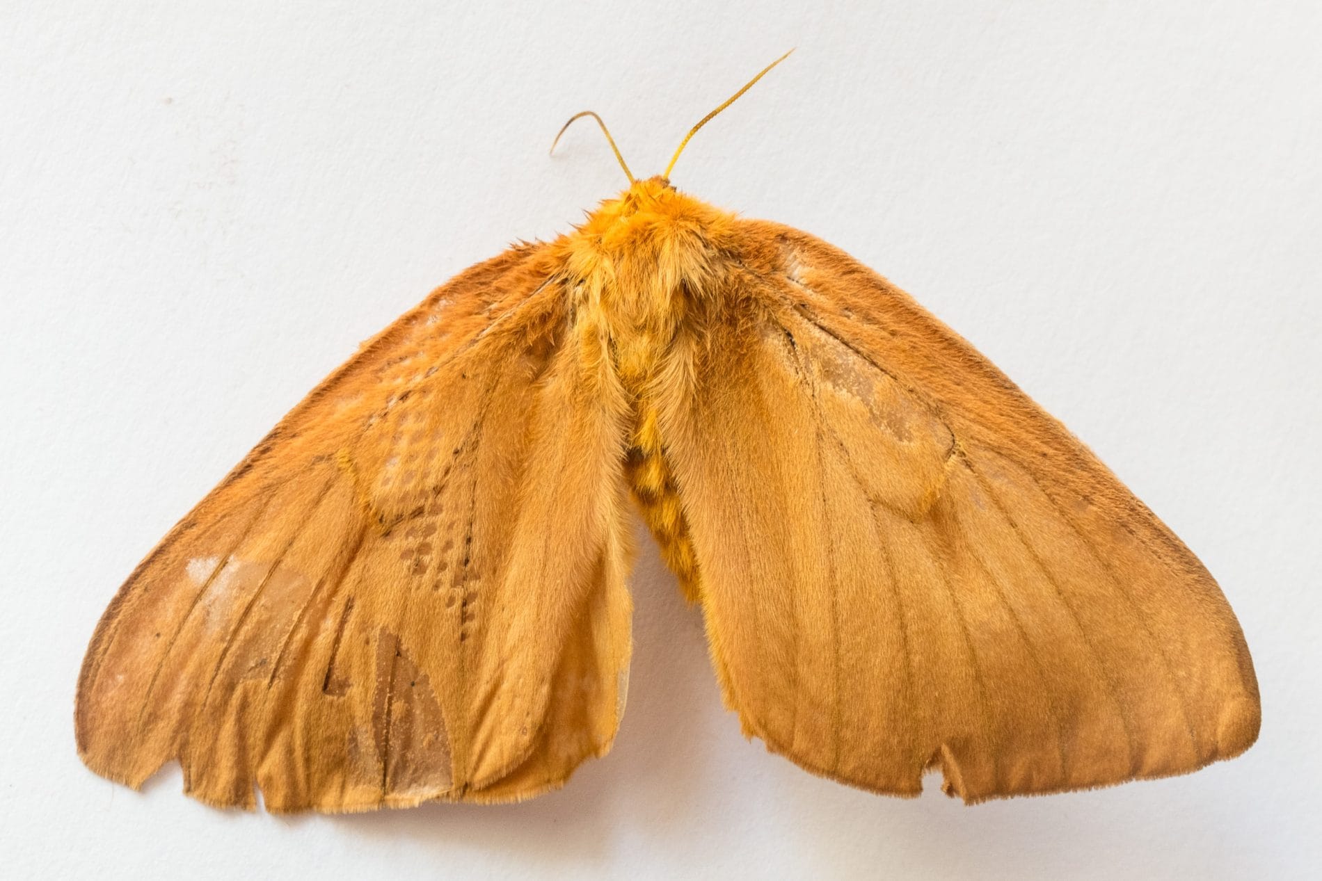 Imagen de la Periphoba unicolor.