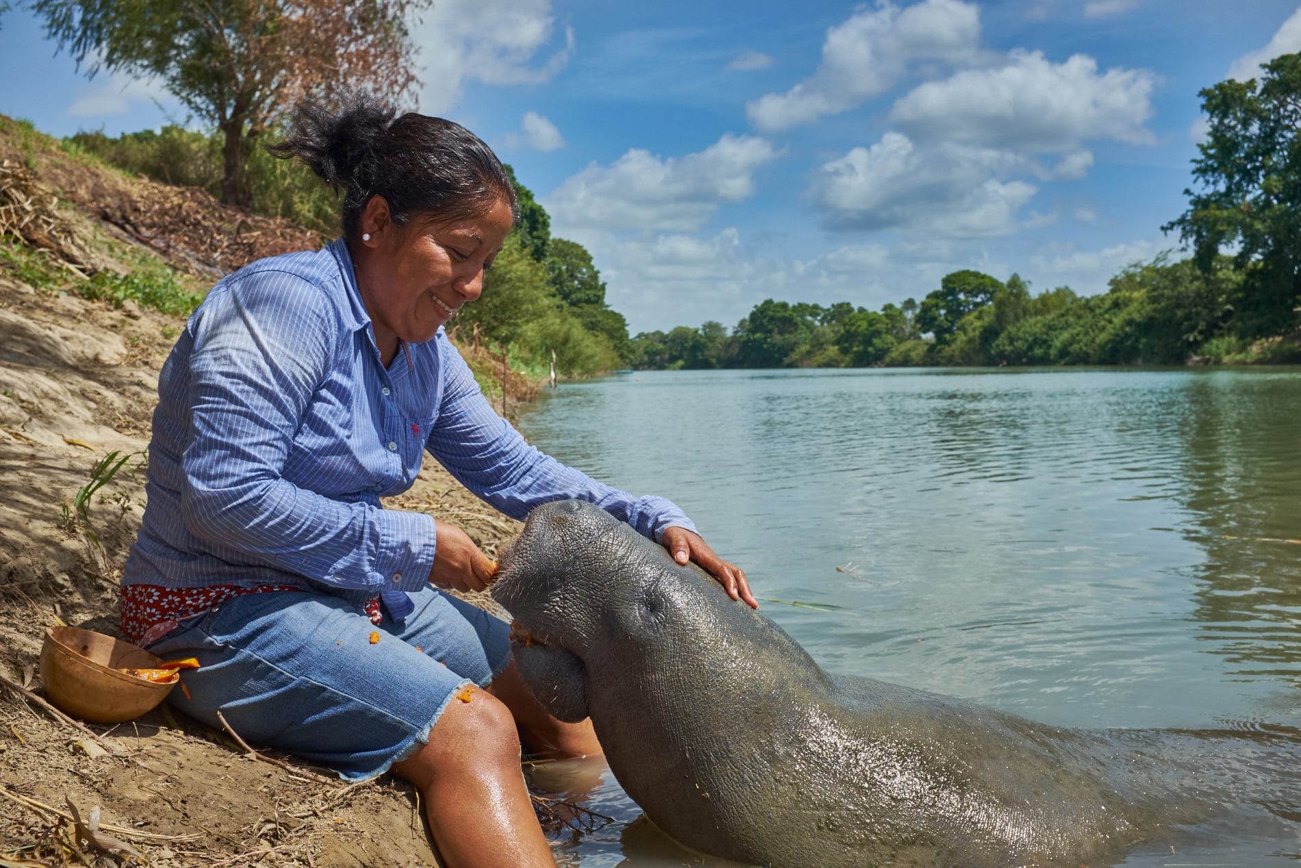 María Luisa Cruz Guzmán alimentando a un manatí en Río Chico.