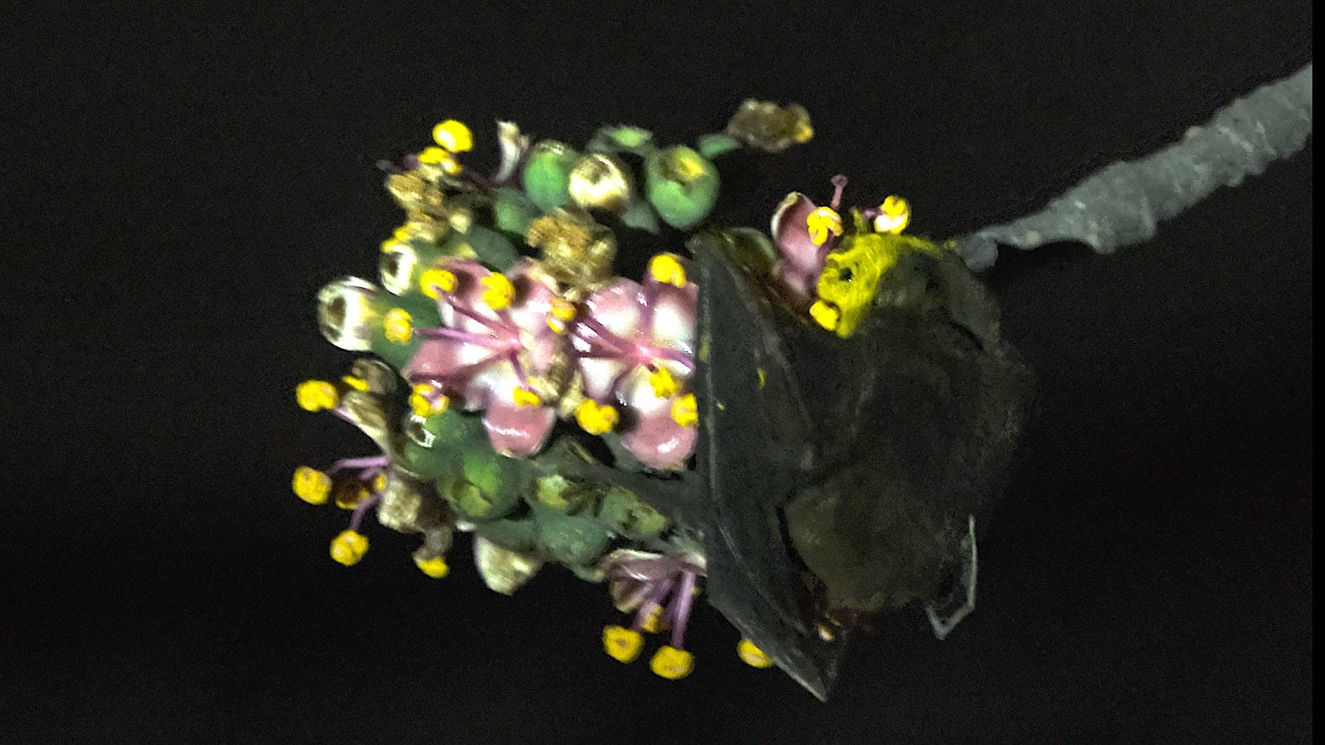 Murciélago Artibeus jamaicensis lamiendo el néctar de las flores de Ceiba pentandra.