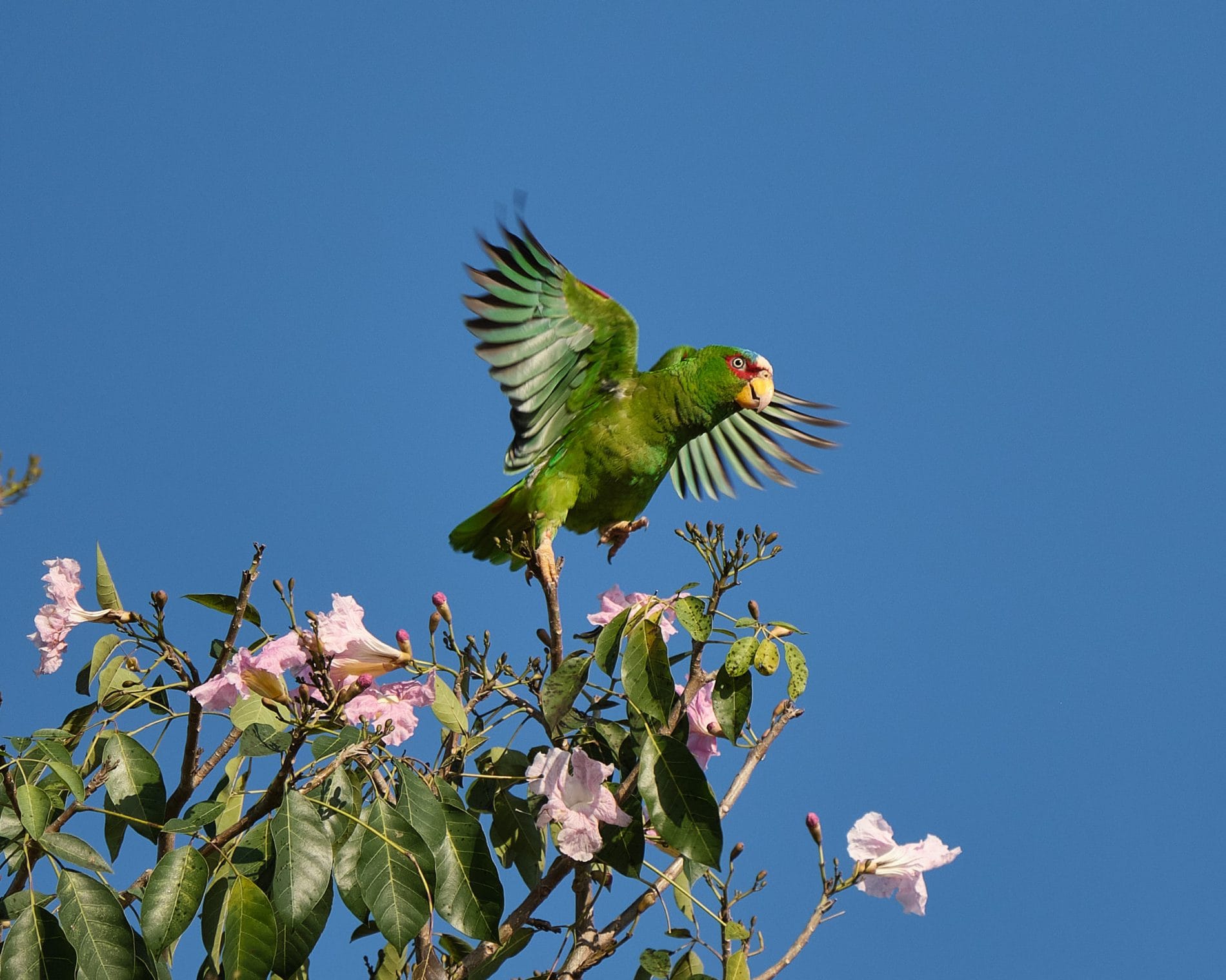 Loro frente blanca sobre flores del árbol macuilí.