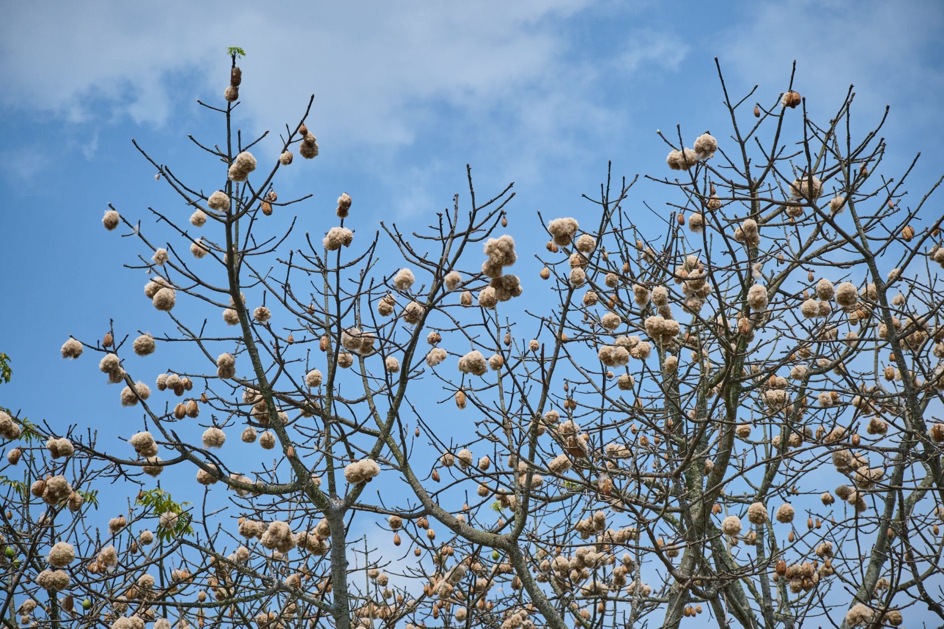 Ceiba pentandra, de América a África.