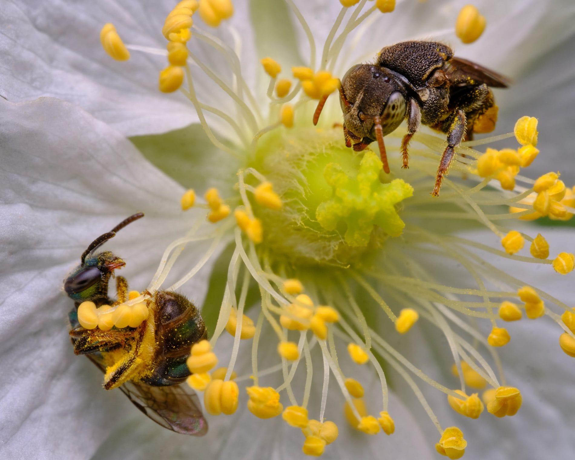 Una abeja Augochlorella y una Nannotrigona perilampoides sobre una flor de capulín (Mutingia calabura).