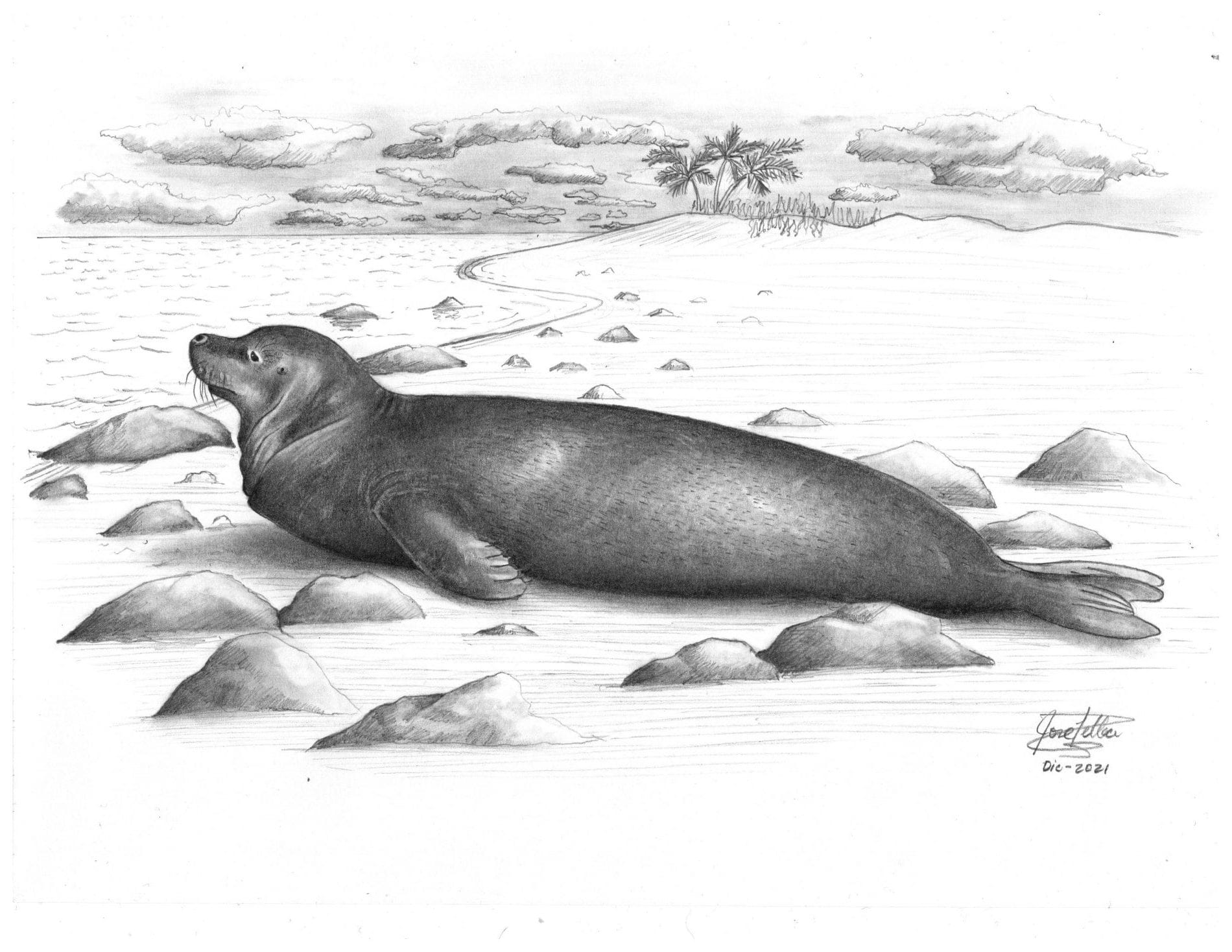 Ilustración de la foca del Caribe (Neomonachus tropicalis).