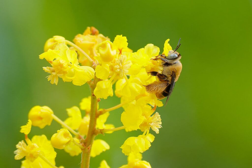Abeja del género Centris polinizando las flores de nance (Byrsonima crassifolia).