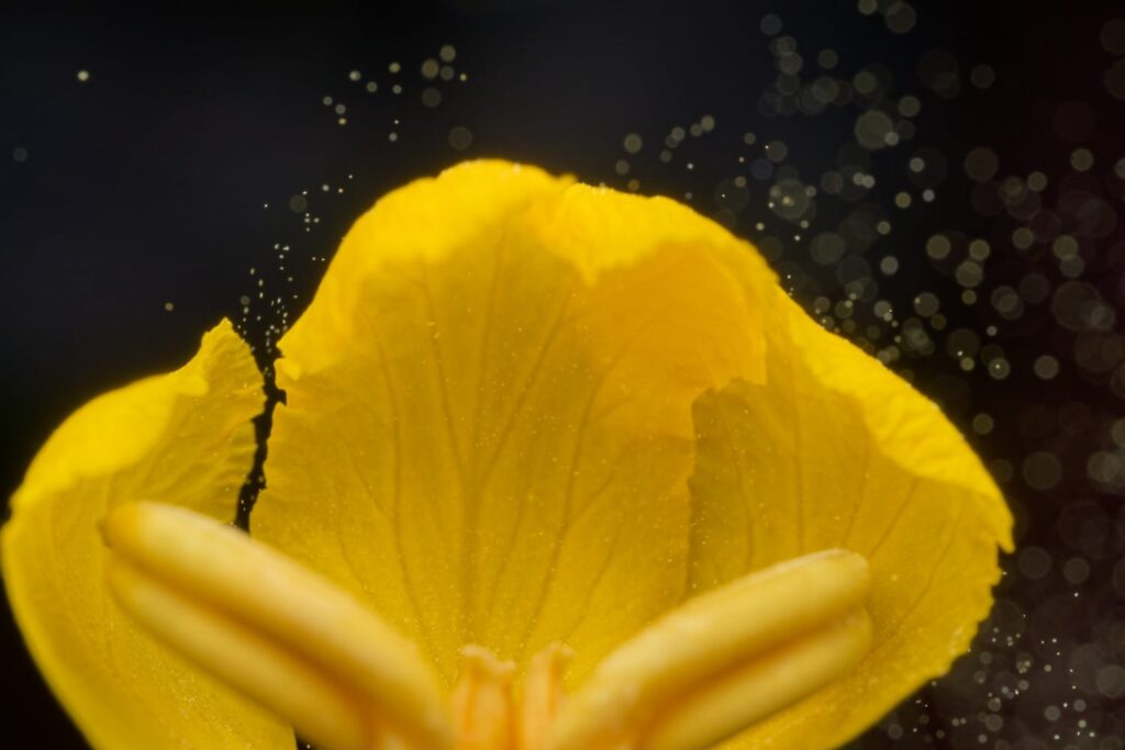 Flor de Senna alata liberando polen.