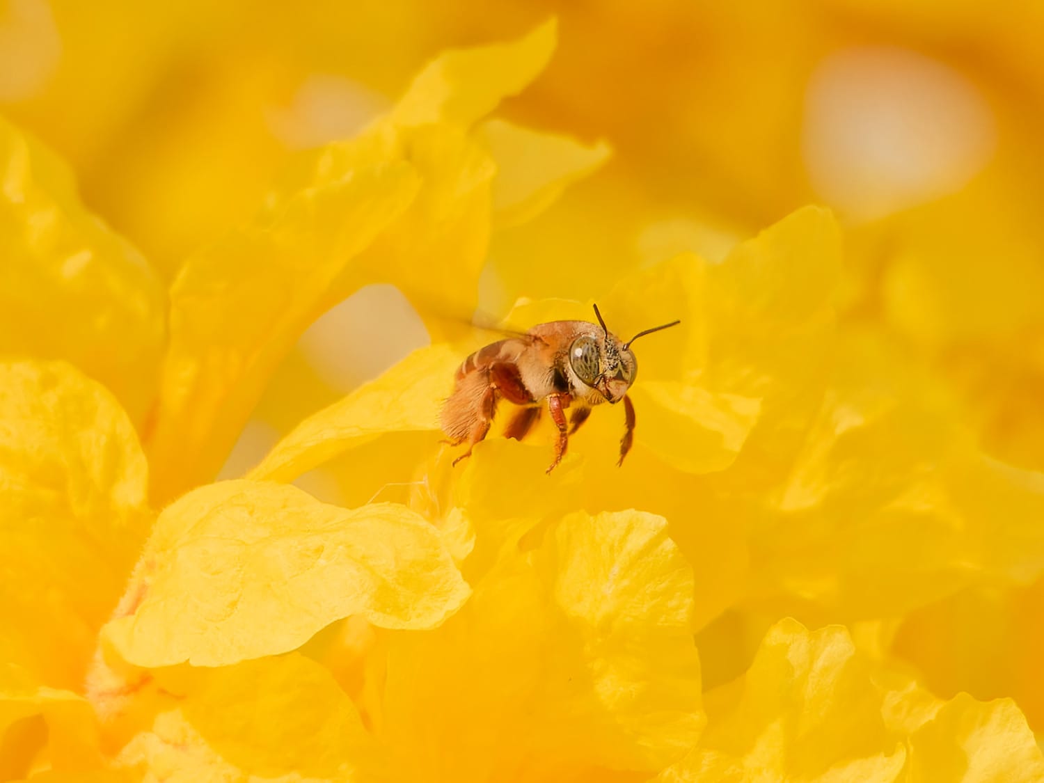 Abeja del género Centris en flores de Handroanthus guayacan.
