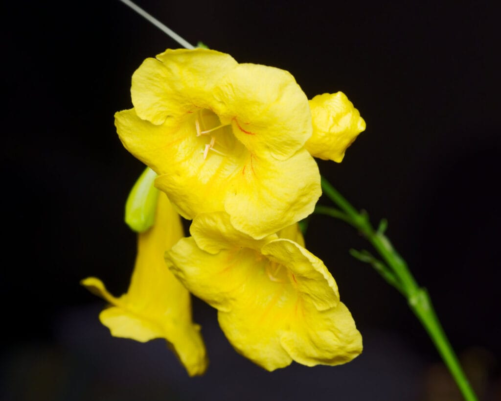 Flor de tronadora (Tecoma stans), en el sureste de México.